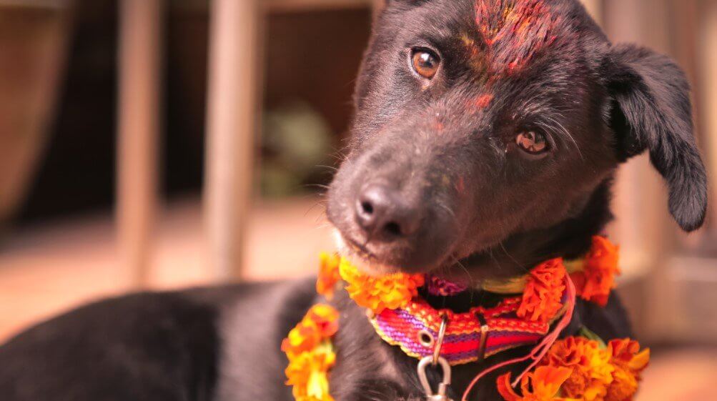 Nepal anualmente realiza festival para agradecer el amor incondicional de los perros