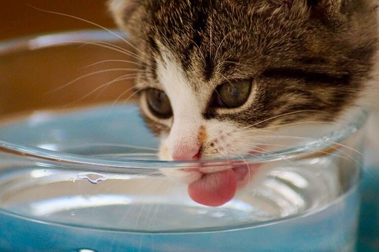 Tu gato necesita esta graciosa fuente de agua que te avisa cuando ya queda poca