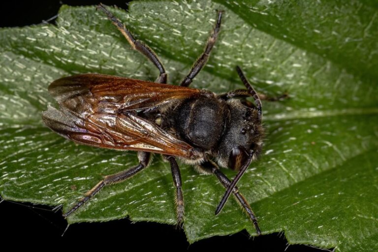 Redescubierta la abeja más grande del mundo después de 38 años