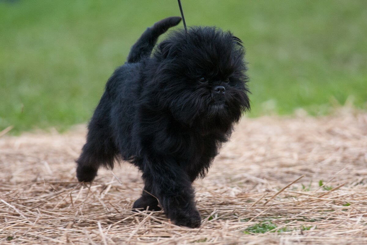 siyah affenpinscher köpek ırkı