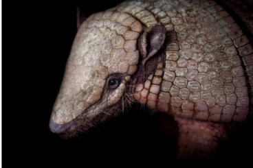 ¿Se puede tener un armadillo como mascota?