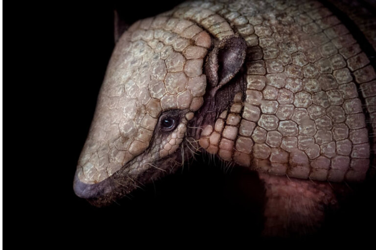 ¿Se puede tener un armadillo como mascota?