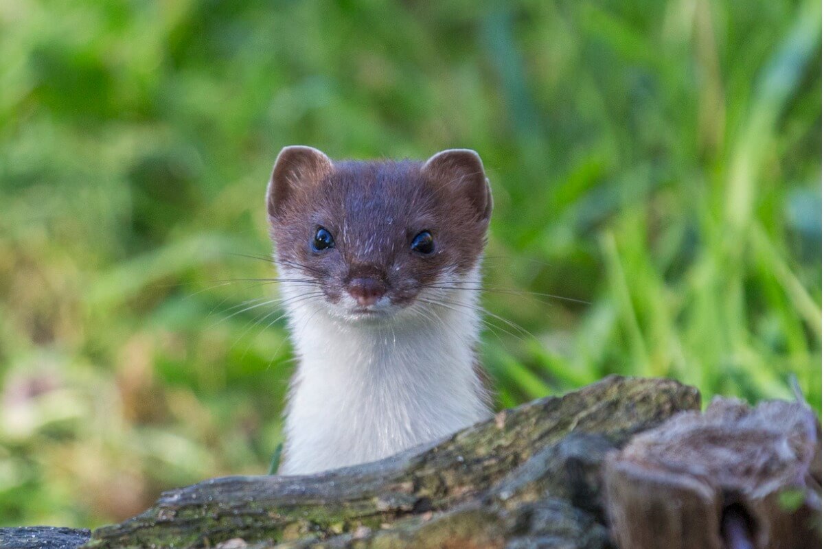 A stoat behind a rock.