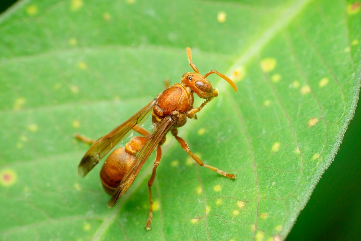 Uno dei tipi di vespe.