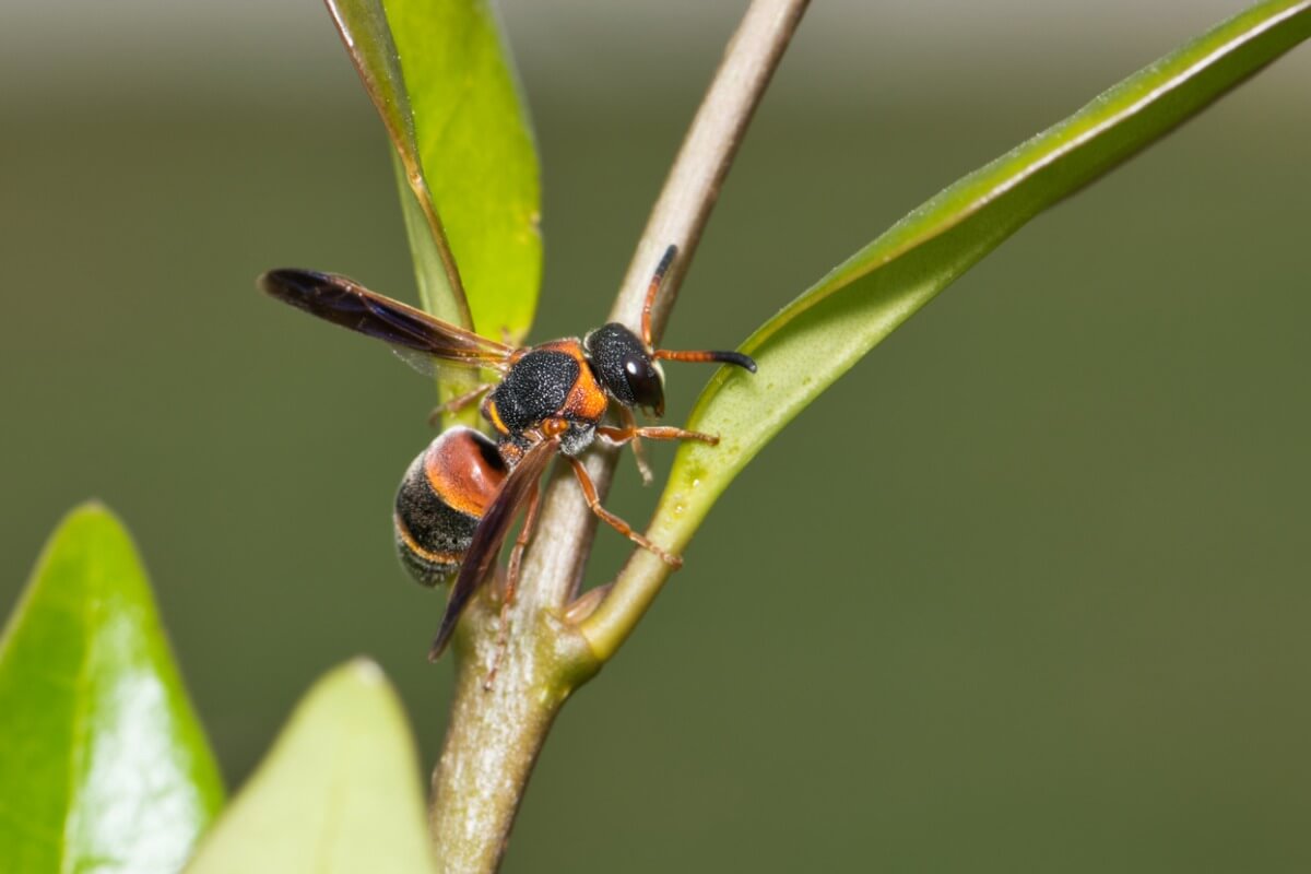 Una vespa su un ramo.