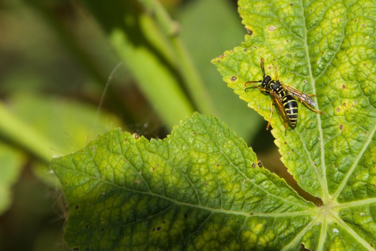 Una vespa del polline su una foglia.