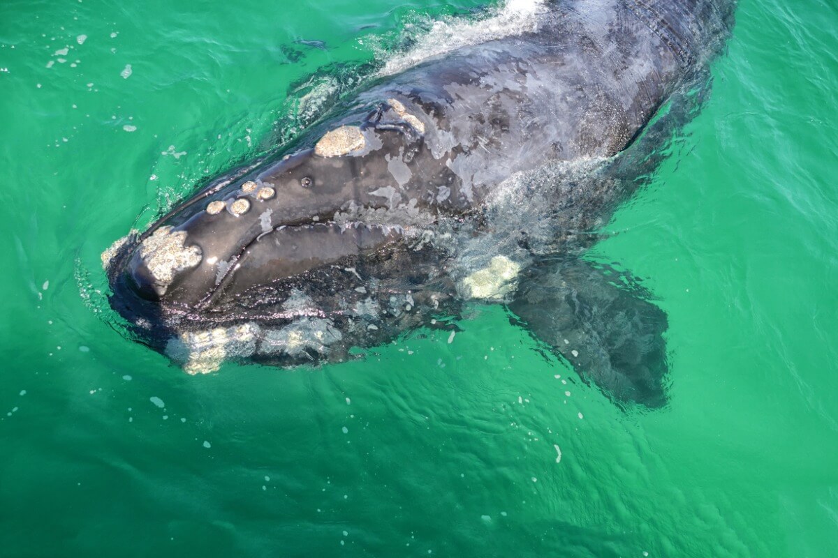 Una ballena austral. 