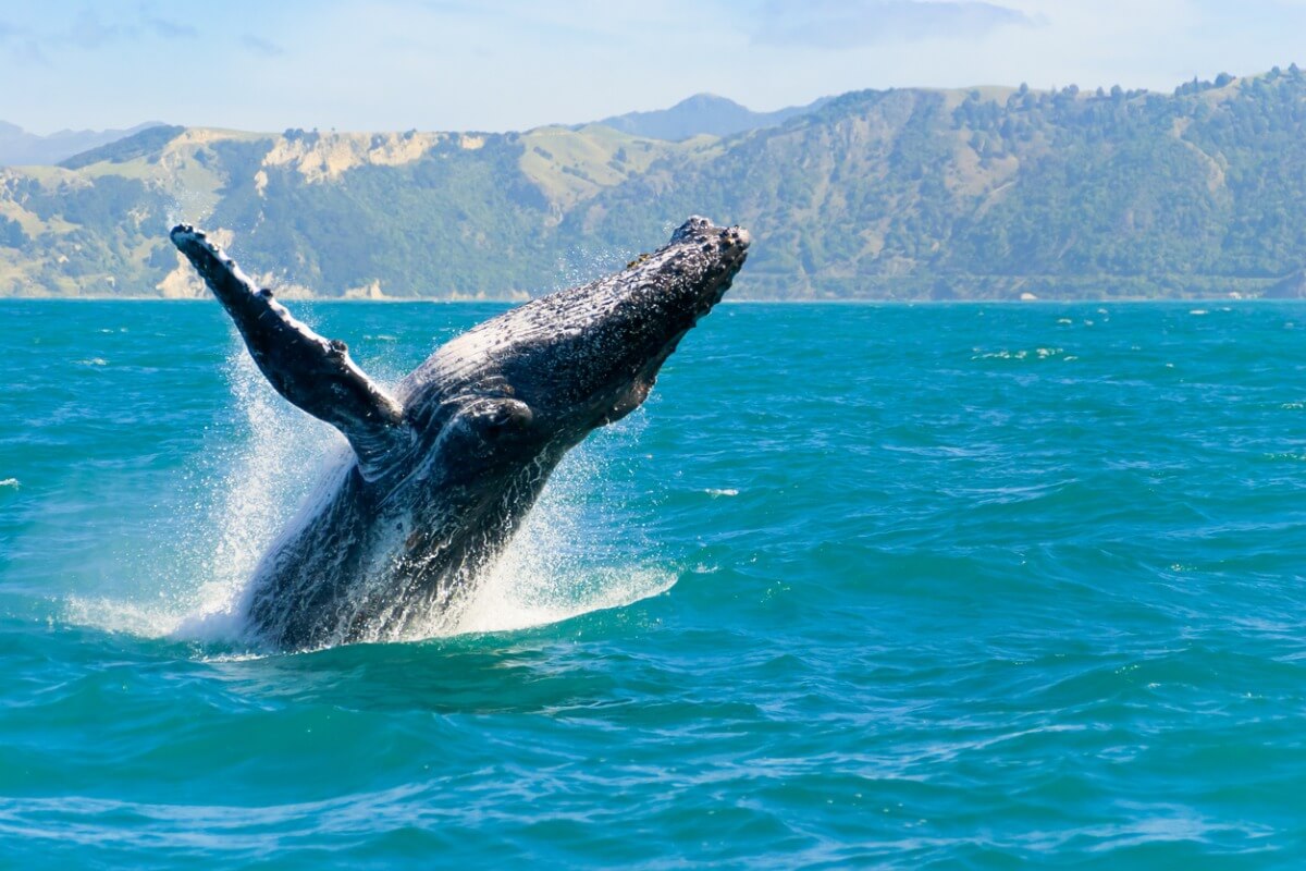 Una ballena saltando en el mar.