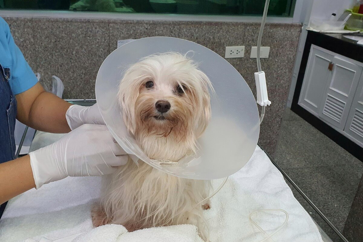 Un bichon maltais chez le vétérinaire.