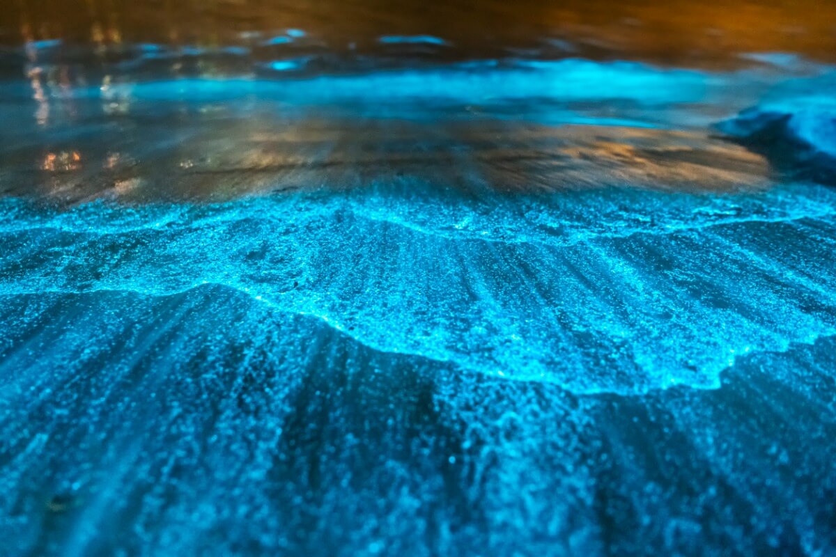 Um exemplo de bioluminescência.
