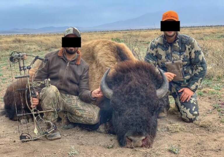 ¿Cazaron bisonte americano tras un siglo de ausencia?