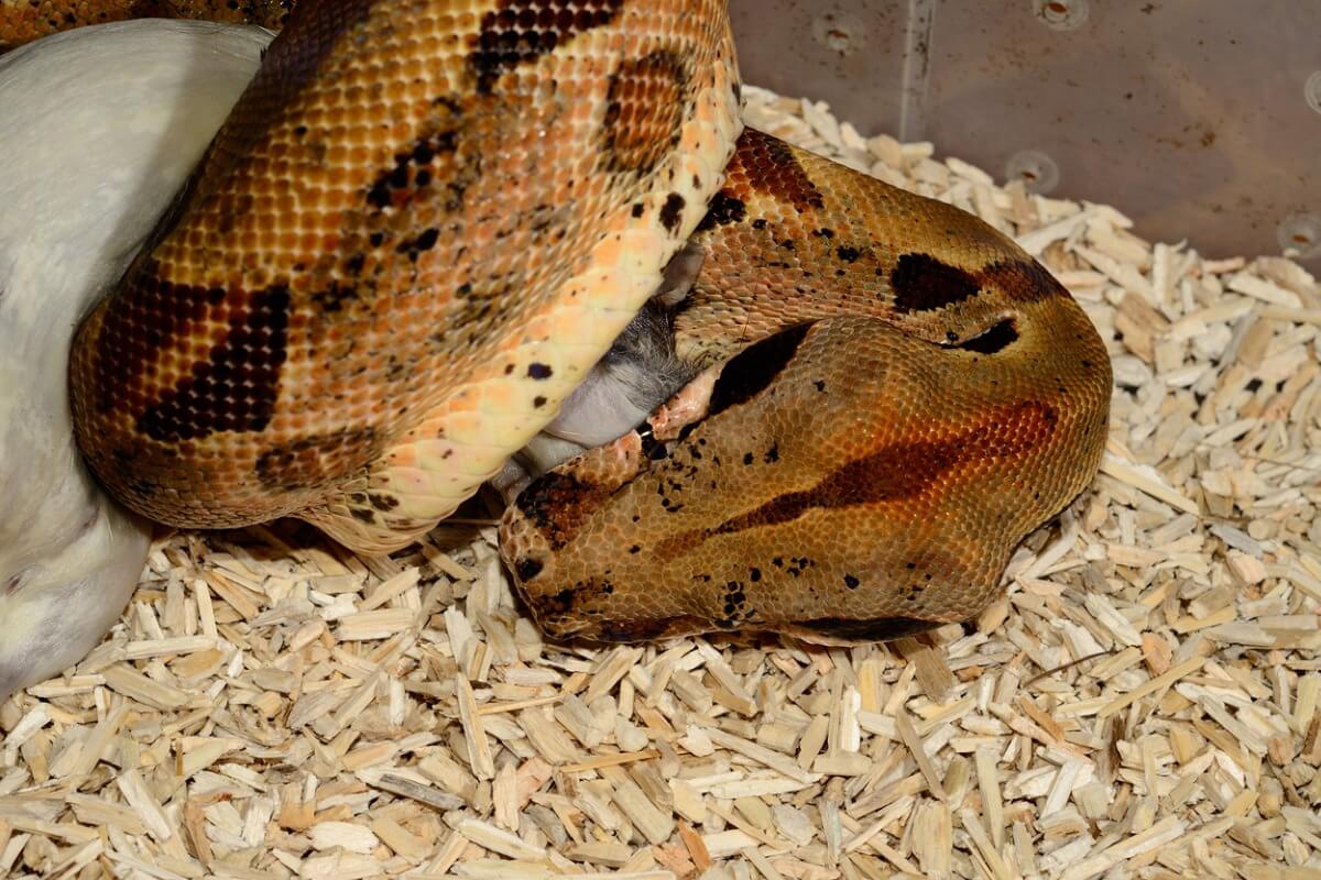 Una boa constrictor aplicando la constricción.