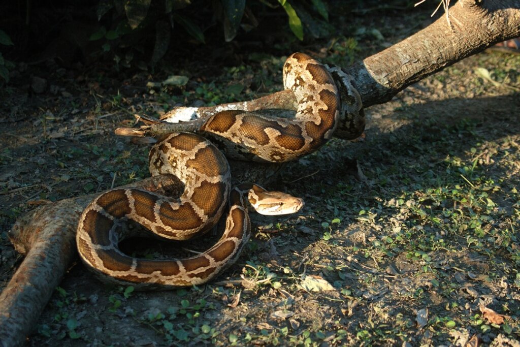 Una boa constrictor sobre una rama.