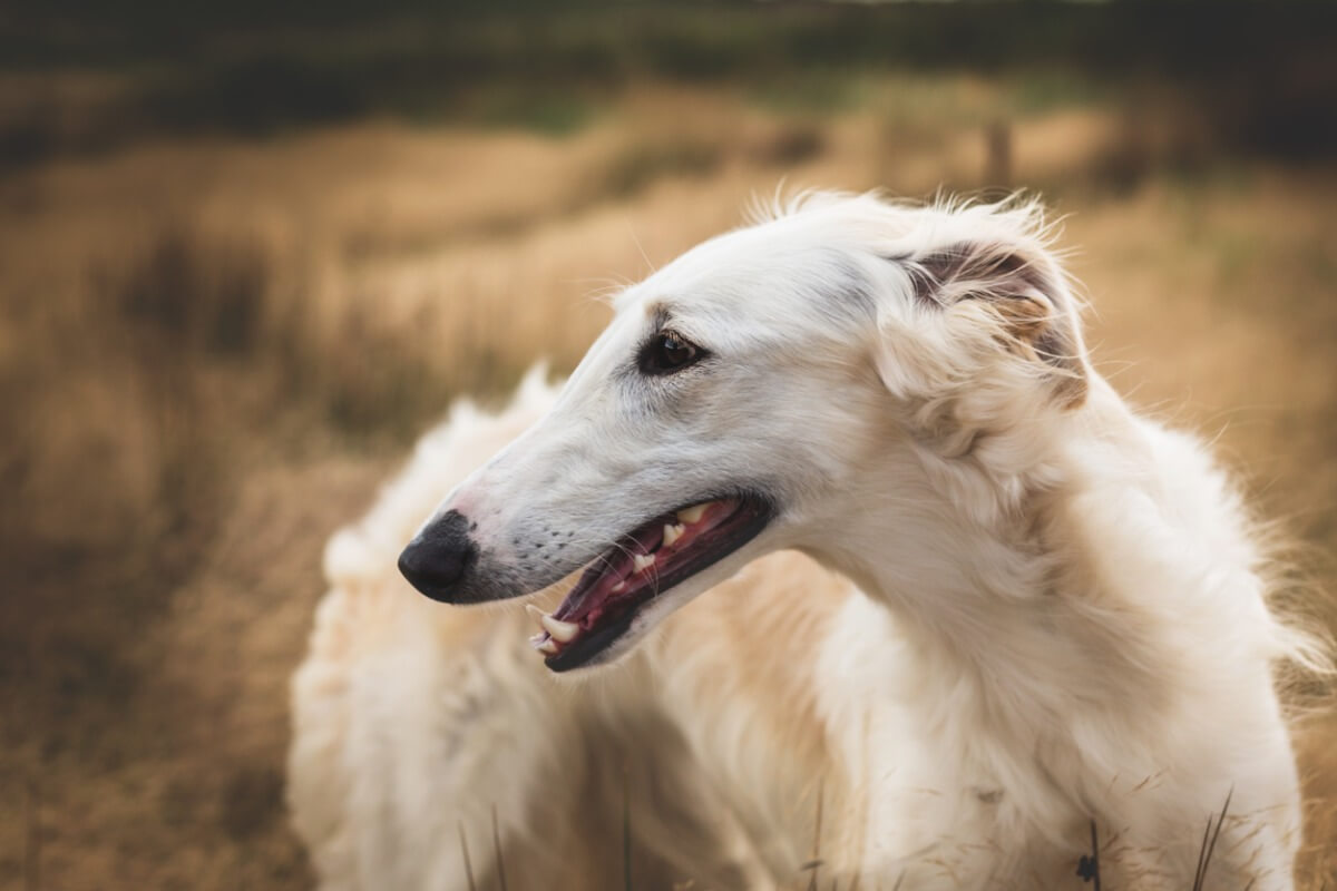 O Borzoi é uma das raças de cães mais feias do mundo.