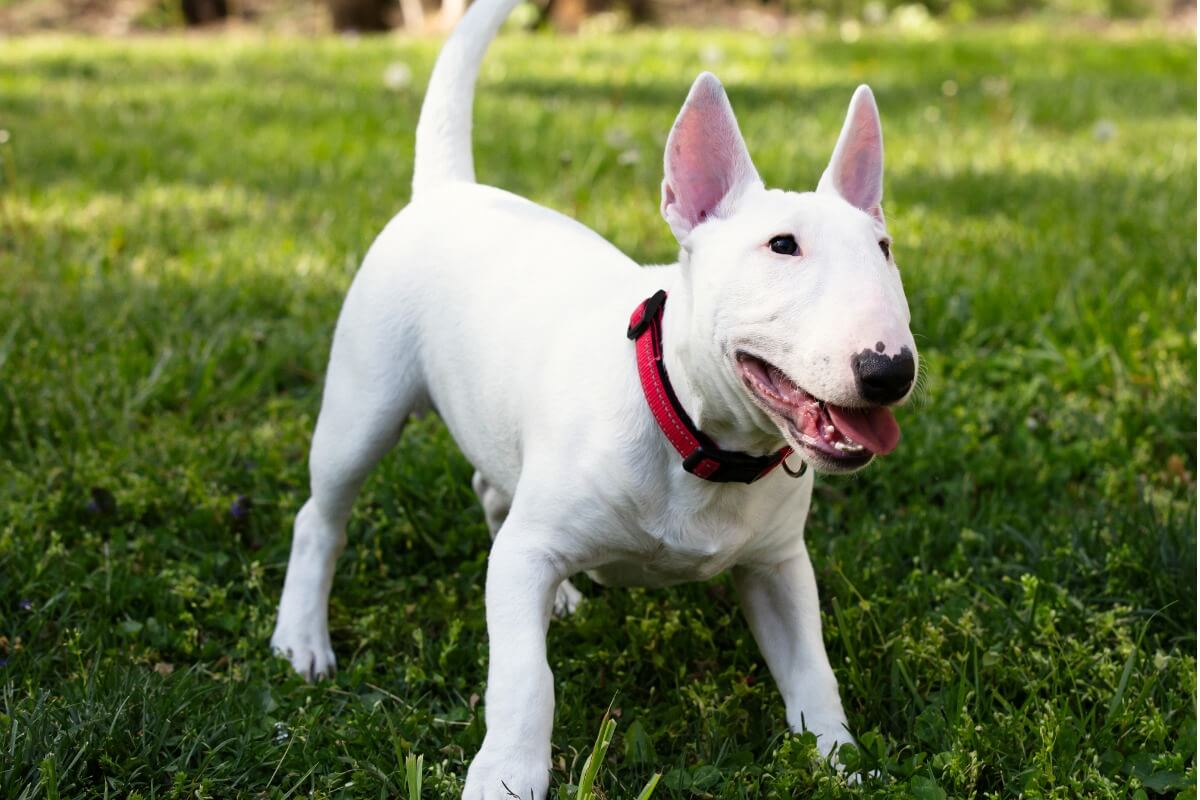A playful white bull terrier in the grass looking ready to pounce.
