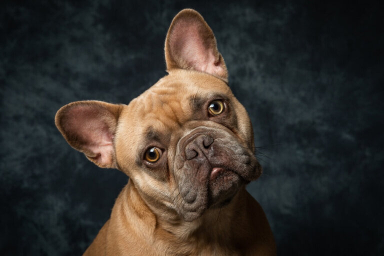 Las enfermedades más comunes del bulldog francés