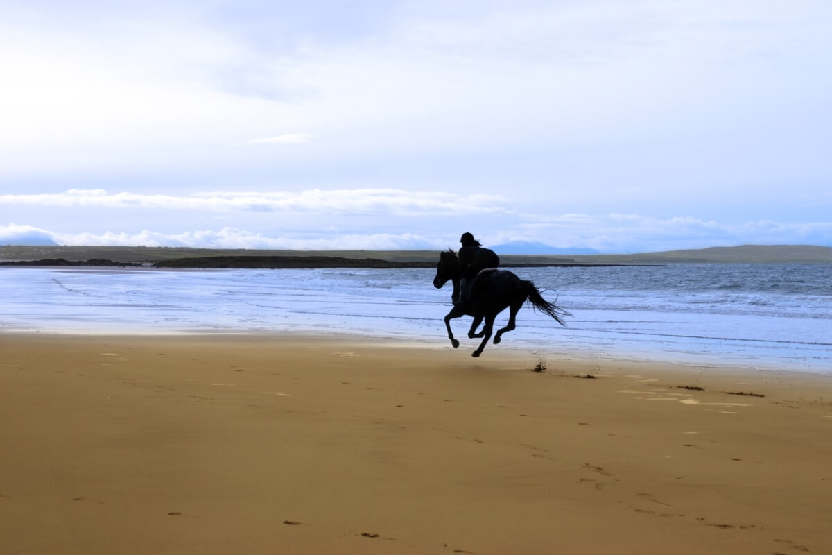 Un cavallo su una spiaggia.
