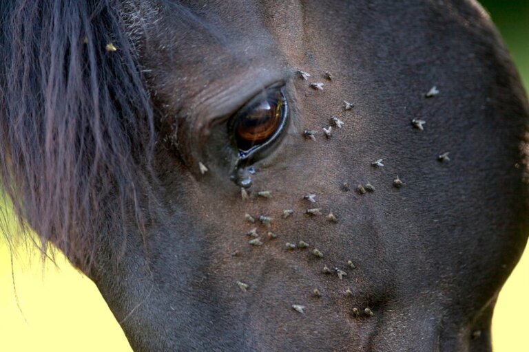 Remedios naturales contra las moscas en caballos