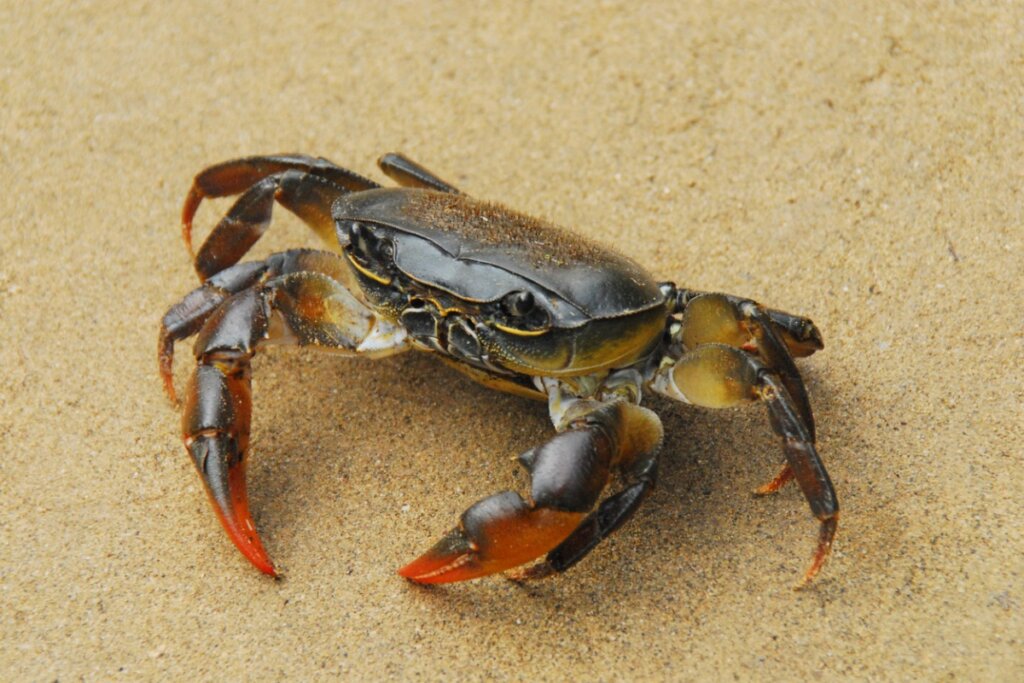 Un cangrejo en la playa.