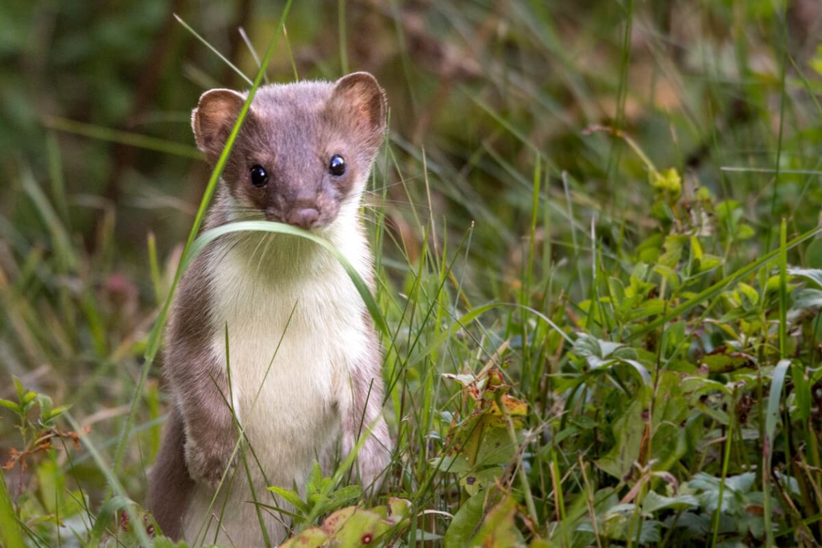 A stoat.