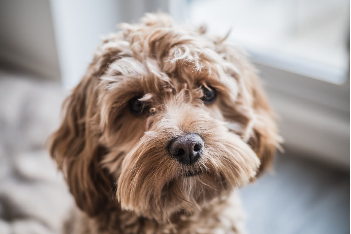 yakın çekim cockapoo ırkı köpek