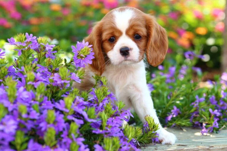 Enfermedades comunes del cavalier King Charles spaniel