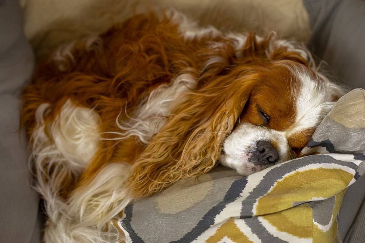 Un cavalier king charles encima de una cama.