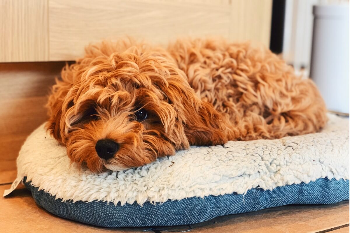 Cavapoo