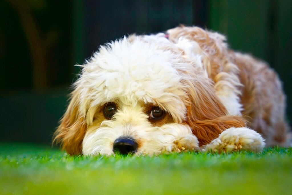 Un cavapoo mira al suelo.