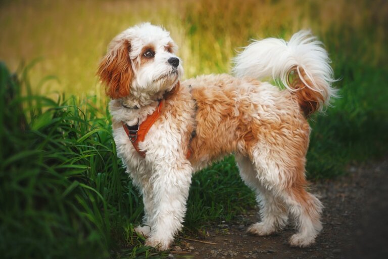 Cavapoo: características y cuidados - Mis animales