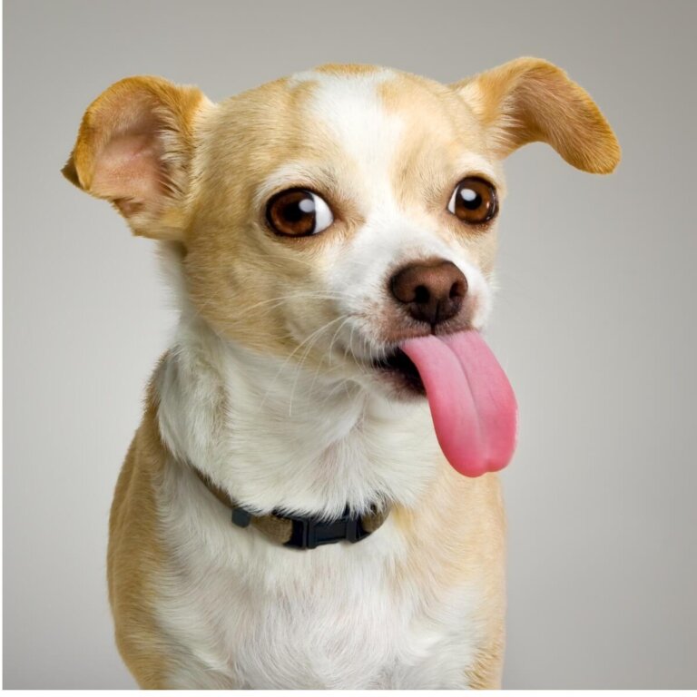 ¿Es normal que mi chihuahua tenga las orejas dobladas?