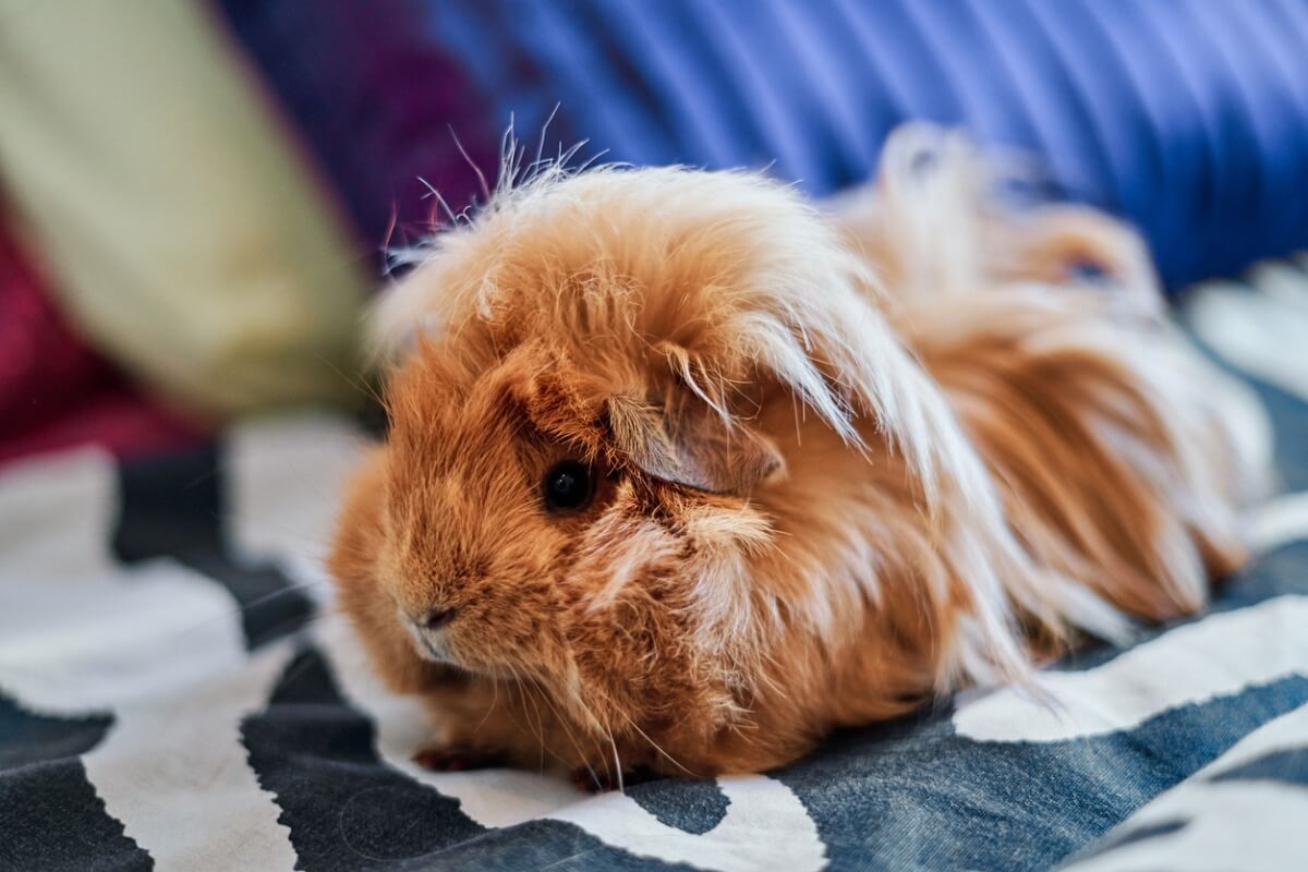 Coronet-Meerschweinchen: Merkmale und Pflege