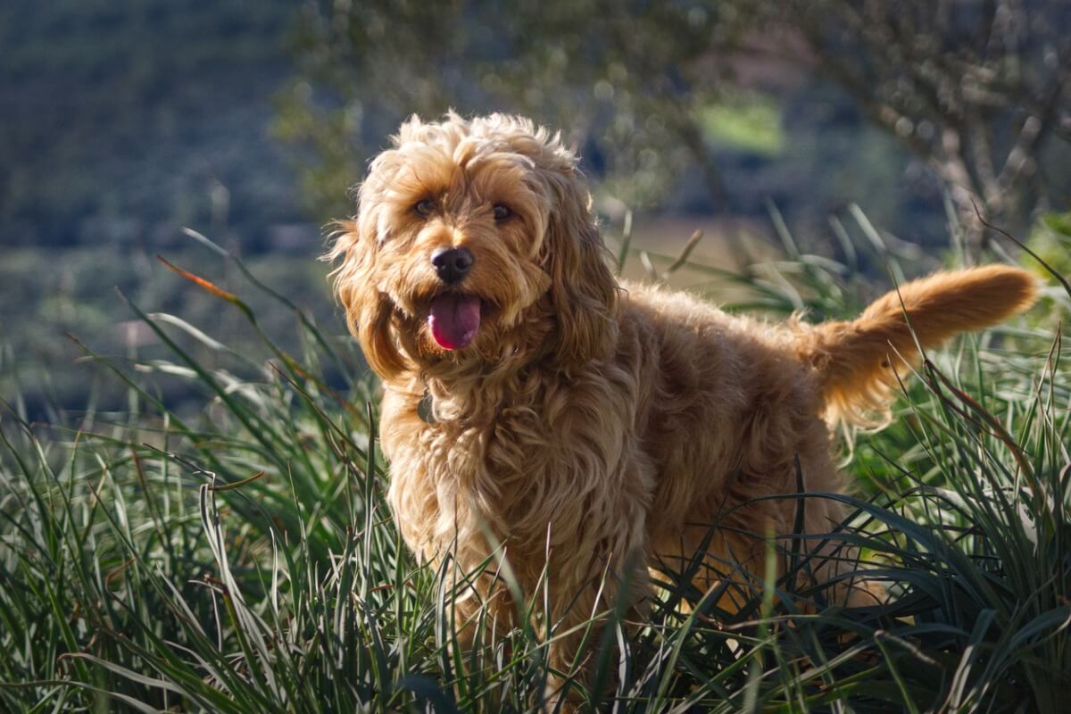 Un cockapoo sobre la hierba.
