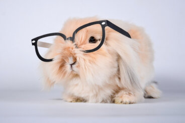 ¿Los conejos tienen buena memoria?