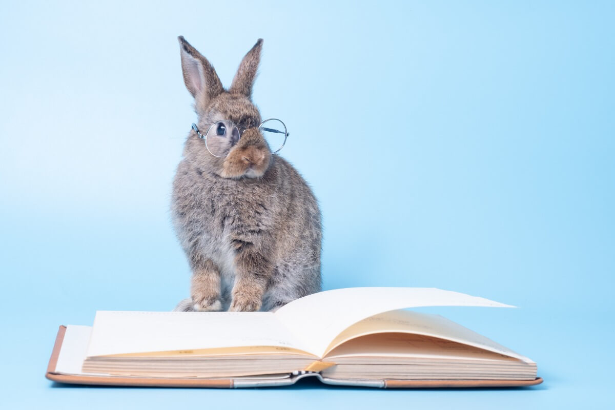 A studious rabbit.
