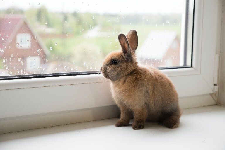 A rabbit admiring the view from a window.