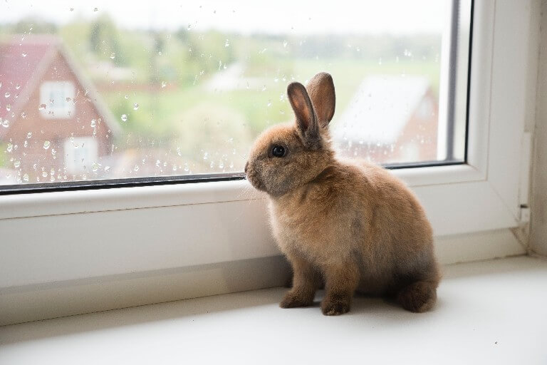 Un conejo mirando por la ventana.