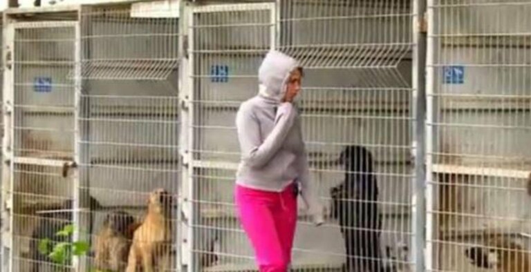 Mujer no sabía qué perro adoptar, compró el refugio y ayudó a 250 perros