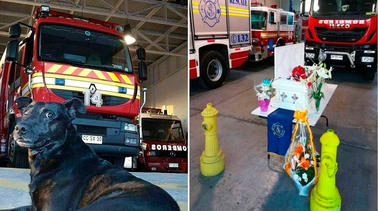 Bomberos homenajean a perrito que pasó 14 años con ellos y cruzó el arcoíris