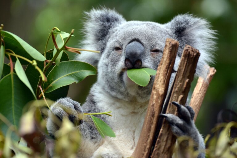 "Koala funcionalmente extinto": así lo declara una ONG