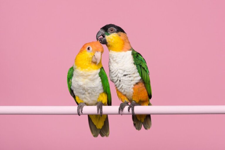 Diferencias entre loro macho y hembra