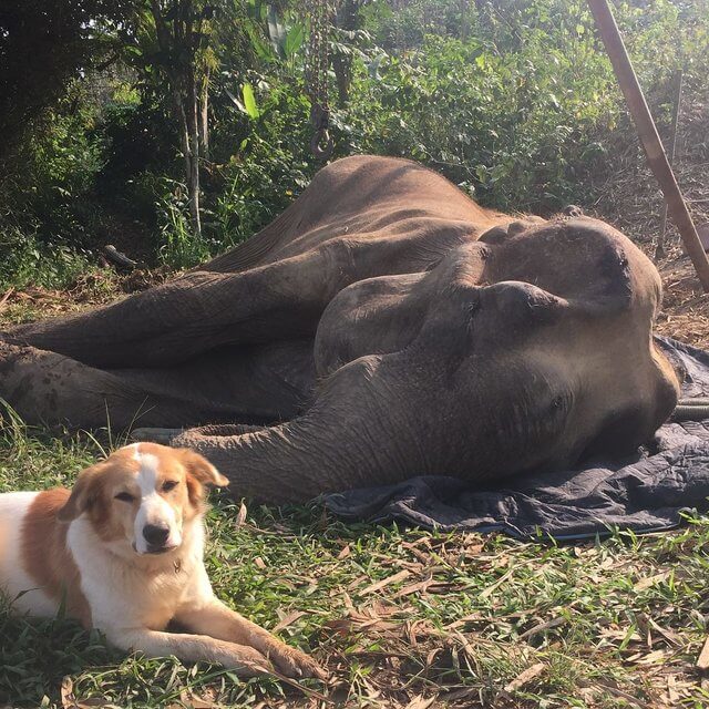 Perrita está tocando corazones por emotivo gesto con su amiga elefanta moribunda