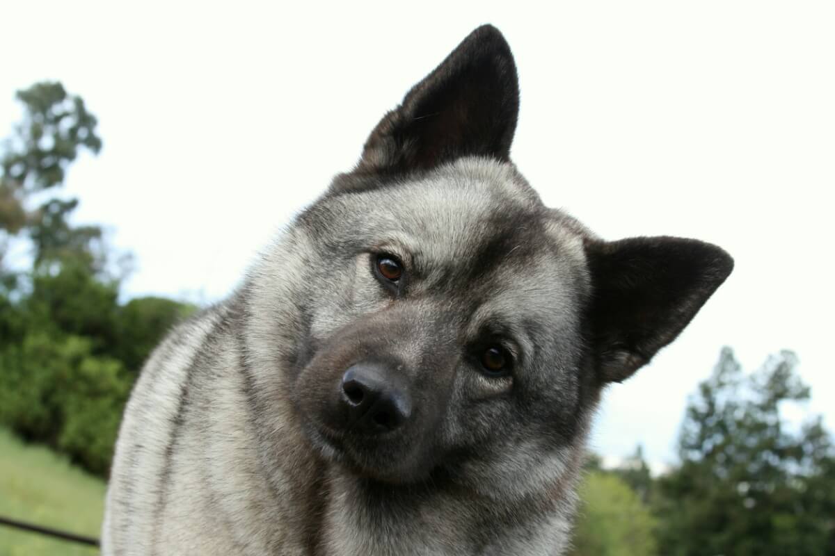 Un perro elkhound.