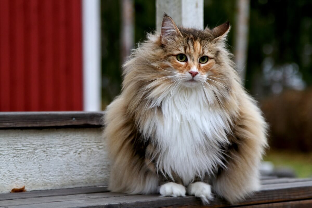 Una de las razas de gato gigantes.