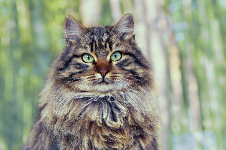 Criptococosis en gatos: síntomas, causas y tratamiento