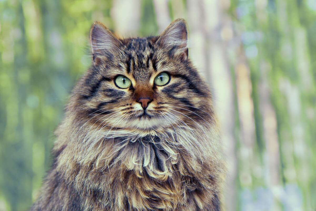 La cabeza de un gato bosque de Siberia. 