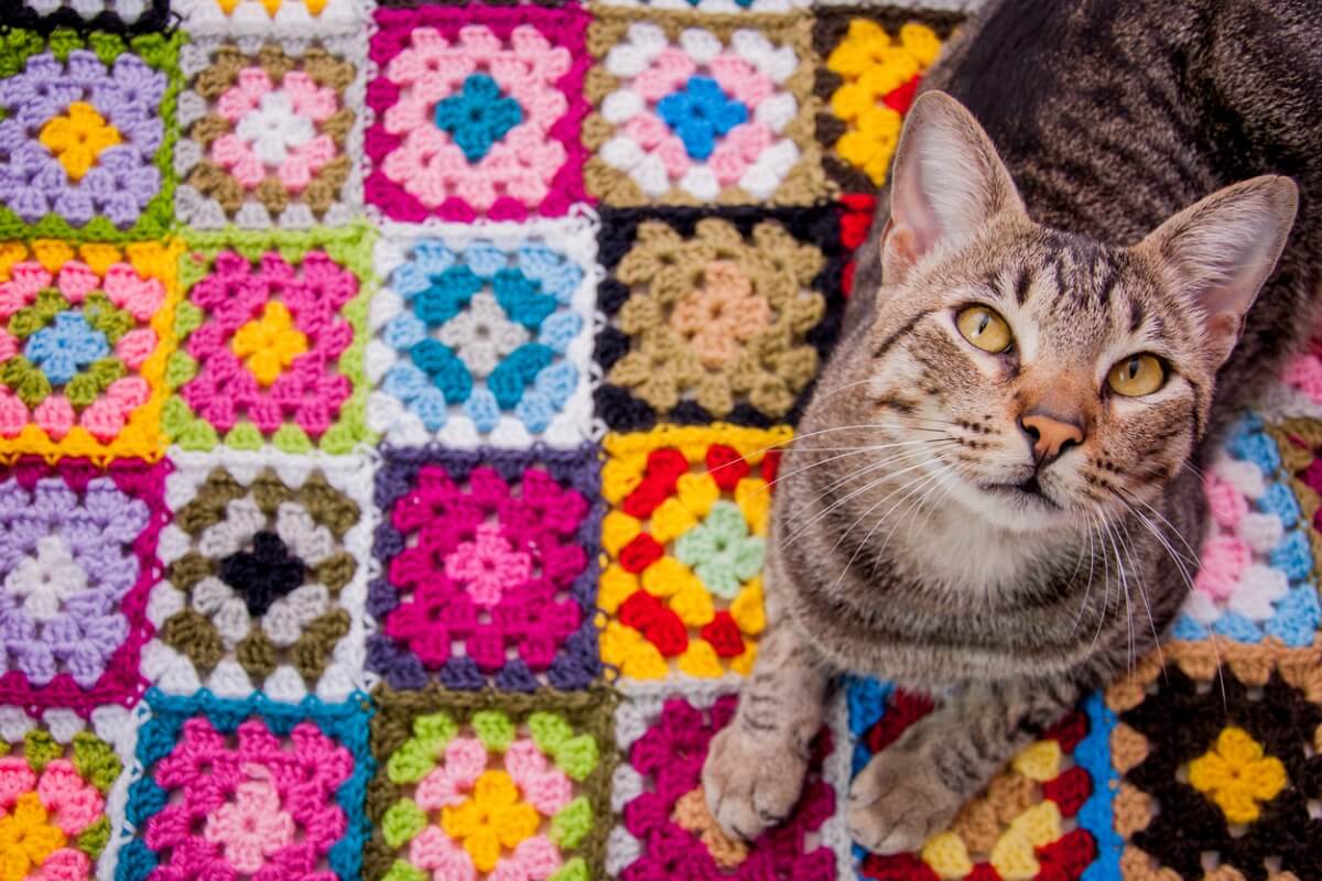 Um gato brasileiro de pelo curto.