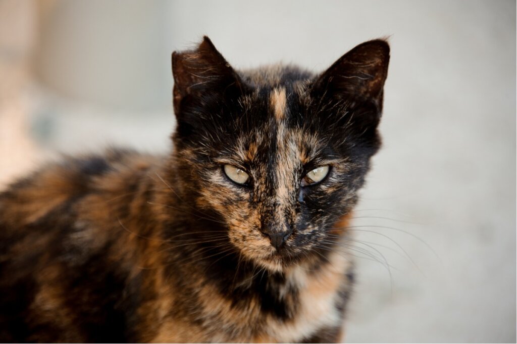 Un gato callejero con la oreja mordida.