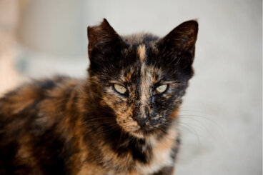 ¿Cómo ahuyentar gatos callejeros?