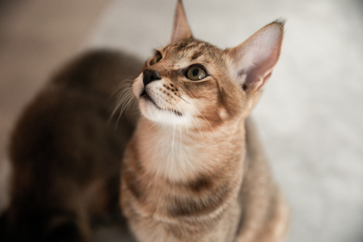 Una de las razas de gato gigantes.